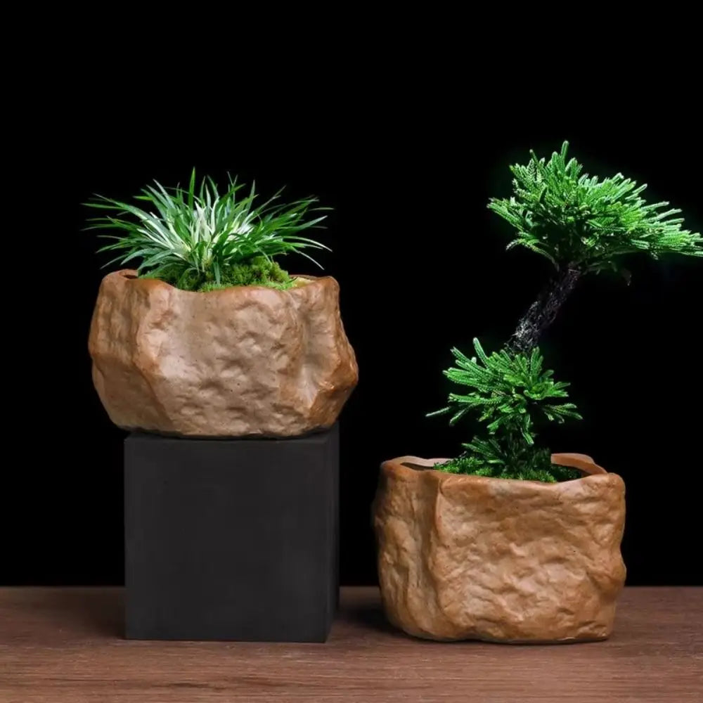Roccia planter with a bonsai
