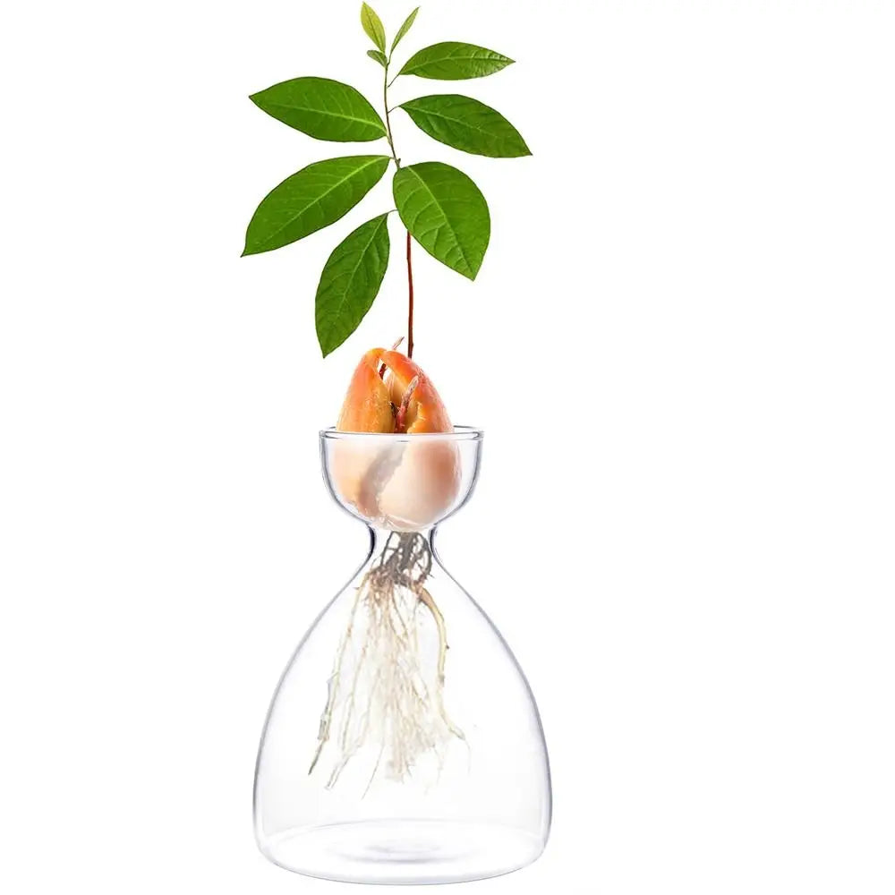 Avocado seed growing in Seme vase