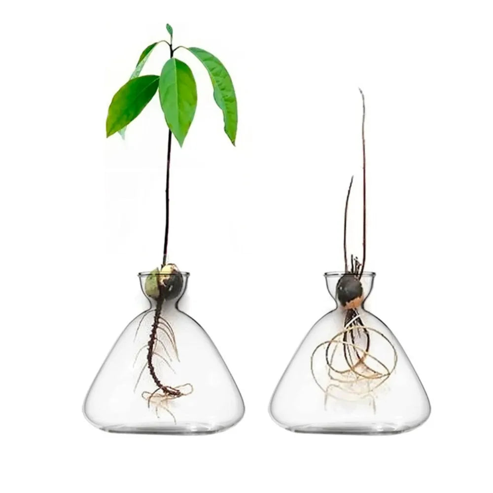 Seme vases with sprouts